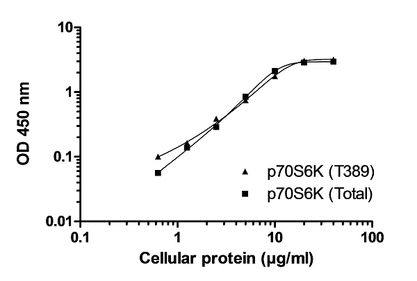 ELISA - p70S6K (pT389 + Total) ELISA Kit (AB225582)