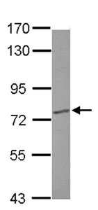 Western blot - Anti-p73 antibody (AB137797)