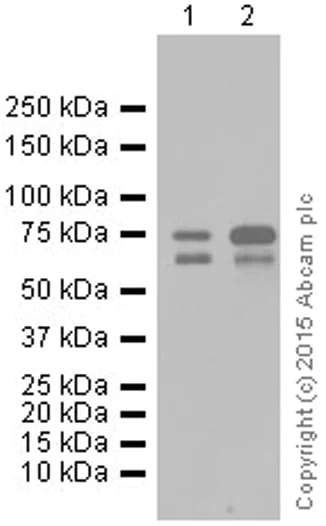 Western blot - Anti-p73 antibody [EP436Y] (AB40658)