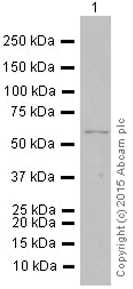Western blot - Anti-p73 antibody [EP436Y] (AB40658)