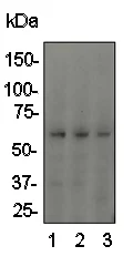 Western blot - Anti-p73 antibody [EP436Y] (AB40658)