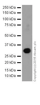 Western blot - Anti-p73 antibody [EPR18409(T)(MIX)] (AB189896)