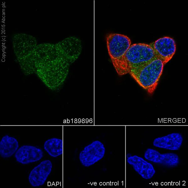 Immunocytochemistry/ Immunofluorescence - Anti-p73 antibody [EPR18409(T)(MIX)] - BSA and Azide free (AB250999)