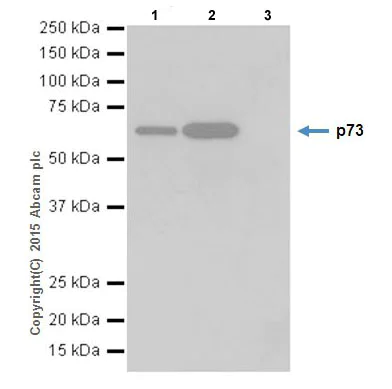 Immunoprecipitation - Anti-p73 antibody [EPR18409(T)(MIX)] - BSA and Azide free (AB250999)