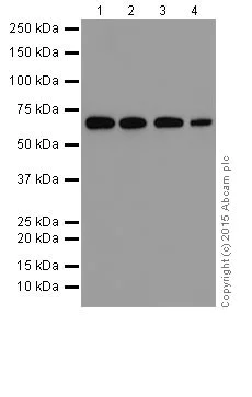 Western blot - Anti-p73 antibody [EPR18409(T)(MIX)] - BSA and Azide free (AB250999)