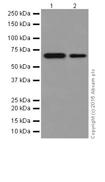 Western blot - Anti-p73 antibody [EPR18409(T)(MIX)] - BSA and Azide free (AB250999)