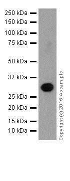 Western blot - Anti-p73 antibody [EPR18409(T)(MIX)] - BSA and Azide free (AB250999)