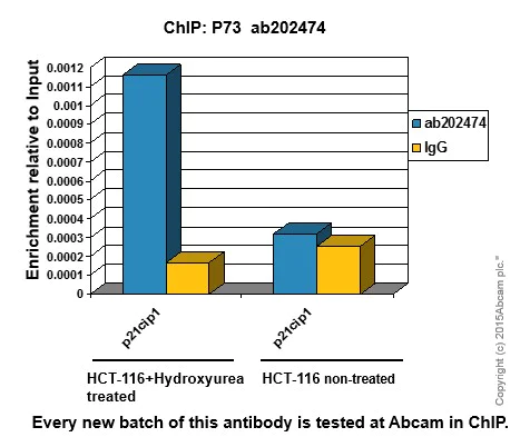 ChIP - Anti-p73 antibody [EPR19560] - BSA and Azide free (AB251374)