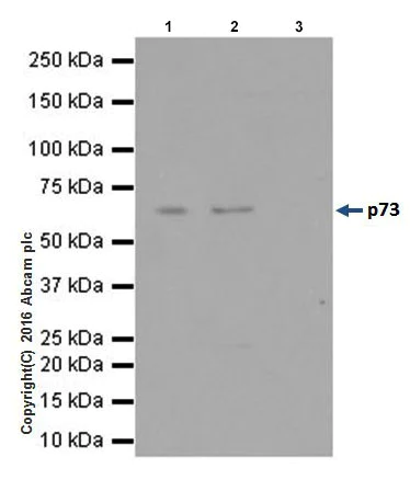 Immunoprecipitation - Anti-p73 antibody [EPR19560] - BSA and Azide free (AB251374)