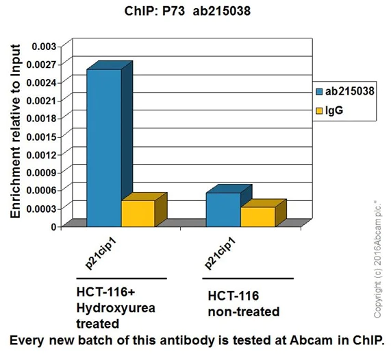 ChIP - Anti-p73 antibody [EPR19884] - BSA and Azide free (AB251550)