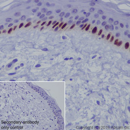 Immunohistochemistry (Formalin/PFA-fixed paraffin-embedded sections) - Anti-p73 antibody [EPR19884] - ChIP Grade (AB215038)