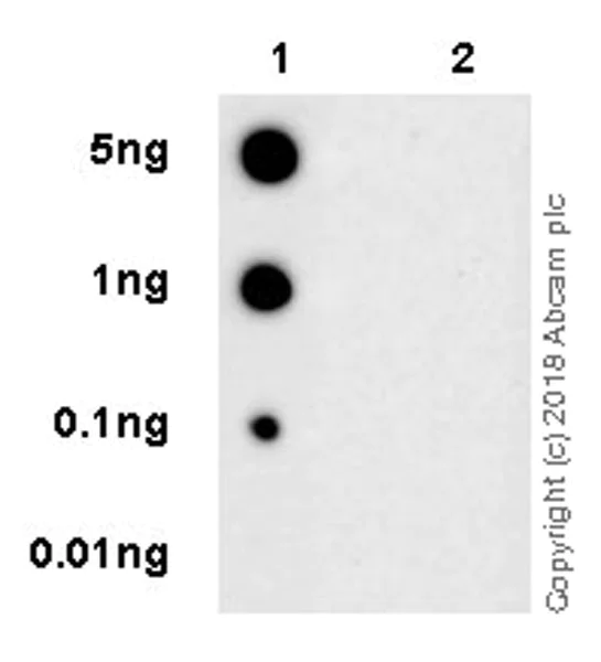 Dot Blot - Anti-p73 (phospho Y99) antibody [EPR21751] (AB218625)