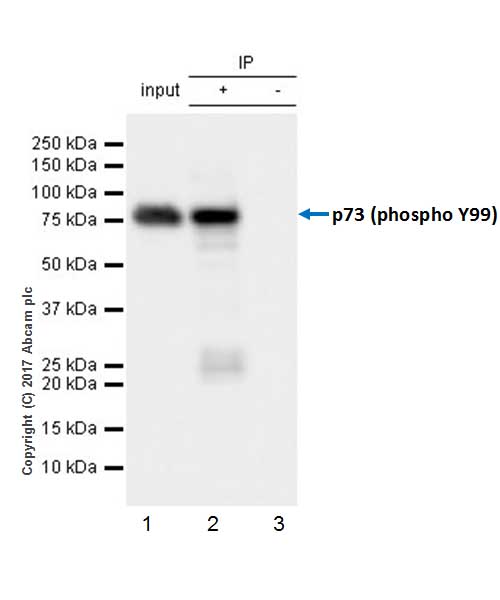 Immunoprecipitation - Anti-p73 (phospho Y99) antibody [EPR21751] - BSA and Azide free (AB230887)