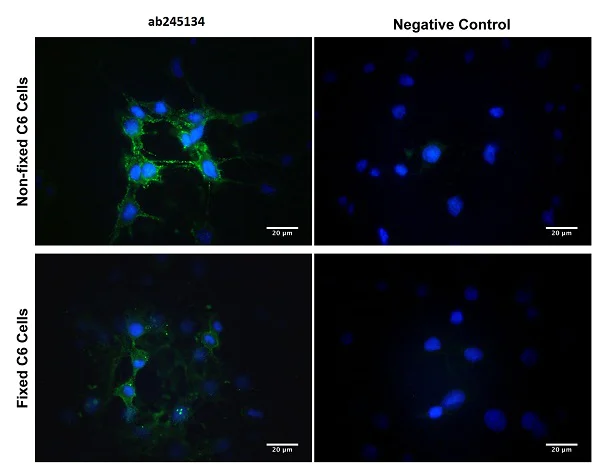 Immunocytochemistry/ Immunofluorescence - Anti-p75 NGF Receptor antibody [8J2] (AB245134)