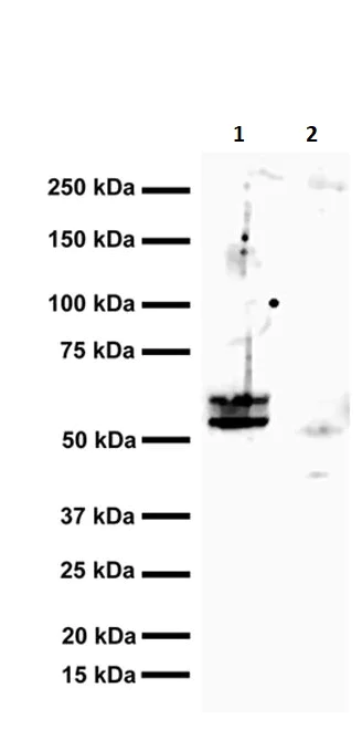 Immunoprecipitation - Anti-p75 NGF Receptor antibody [8J2] (AB245134)