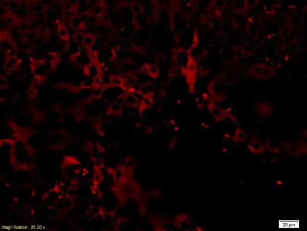 Immunohistochemistry (Formalin/PFA-fixed paraffin-embedded sections) - Anti-p75 NGF Receptor antibody (AB216495)