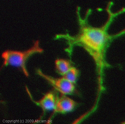 Immunocytochemistry/ Immunofluorescence - Anti-p75 NGF Receptor antibody [EP1039Y] - Low endotoxin, Azide free (ab221212), expandable thumbnail