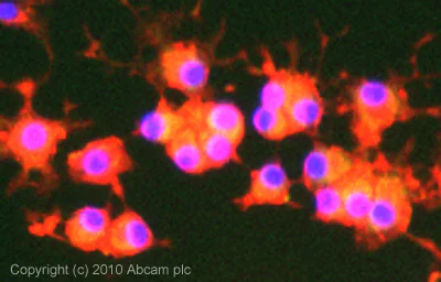Immunocytochemistry/ Immunofluorescence - Anti-p75 NGF Receptor antibody [NGFR5] (AB3125)