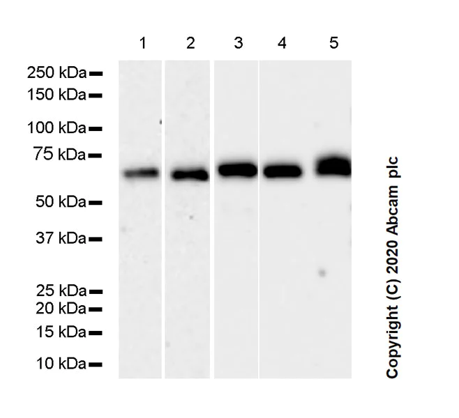 Western blot - Anti-p75 NGF Receptor antibody [NORI138B] - BSA and Azide free (AB271299)