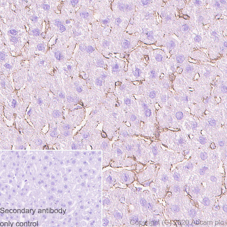 Immunohistochemistry (Formalin/PFA-fixed paraffin-embedded sections) - Anti-p75 NGF Receptor antibody [NORI146C] - BSA and Azide free (AB271300)