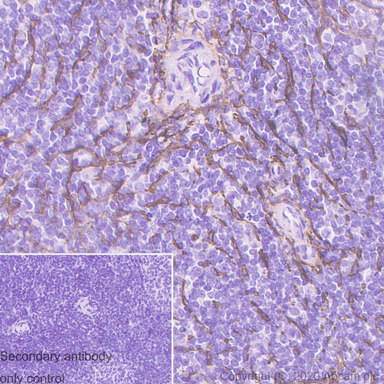Immunohistochemistry (Formalin/PFA-fixed paraffin-embedded sections) - Anti-p75 NGF Receptor antibody [NORI146C] - BSA and Azide free (AB271300)
