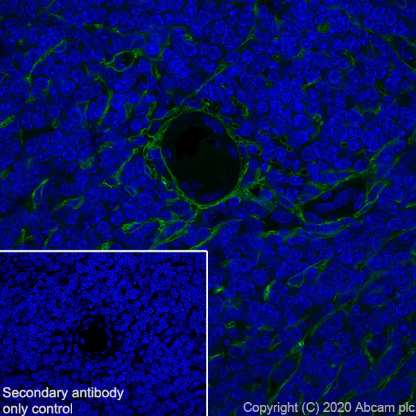 Immunohistochemistry (Frozen sections) - Anti-p75 NGF Receptor antibody [NORI146C] - BSA and Azide free (AB271300)