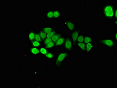 Immunocytochemistry/ Immunofluorescence - Anti-p8/NUPR1 antibody (AB234696), expandable thumbnail