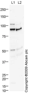 Western blot - Anti-p92 antibody (AB72210)