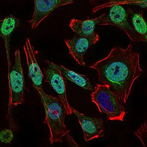 Immunocytochemistry/ Immunofluorescence - Anti-p95/NBS1 antibody [7E4A2] (AB181729)