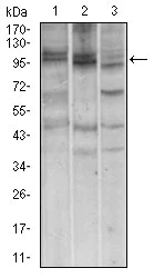 Western blot - Anti-p95/NBS1 antibody [7E4A2] (AB181729)