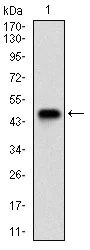 Western blot - Anti-p95/NBS1 antibody [7E4A2] (AB181729)