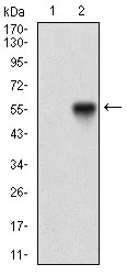 Western blot - Anti-p95/NBS1 antibody [7E4A2] (AB181729)