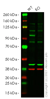 Western blot - Anti-p95/NBS1 antibody [7E4A2] (AB181729)