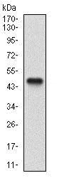 Western blot - Anti-p95/NBS1 antibody [7E4C2] (AB181780)