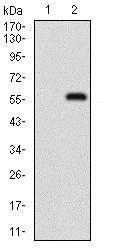 Western blot - Anti-p95/NBS1 antibody [7E4C2] (AB181780)