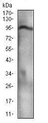 Western blot - Anti-p95/NBS1 antibody [7E4C2] (AB181780)