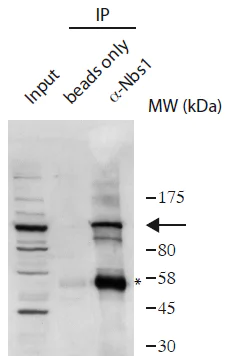 Immunoprecipitation - Anti-p95/NBS1 antibody (AB175800)