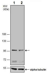 Western blot - Anti-p95/NBS1 antibody (AB227068)