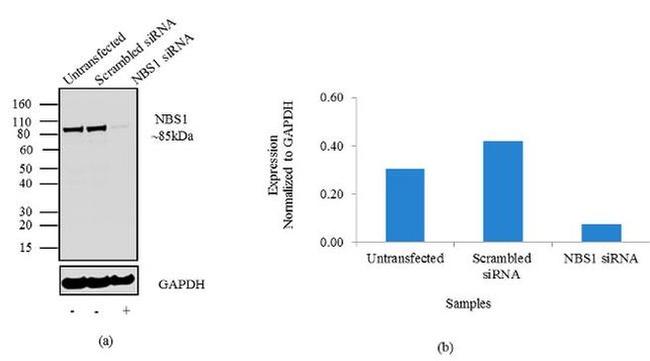 Western blot - Anti-p95/NBS1 Antibody [RP23040230] (AB313492), expandable thumbnail