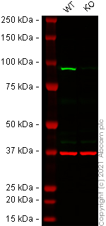 Western blot - Anti-p95/NBS1 antibody [Y112] (AB32074), expandable thumbnail