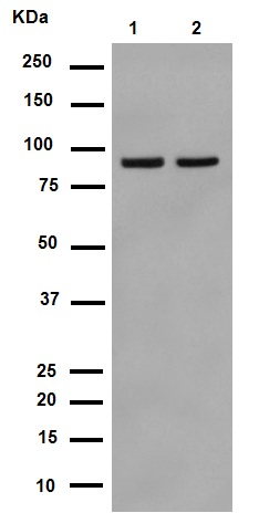 Western blot - Anti-p95/NBS1 antibody [Y112] (AB32074), expandable thumbnail