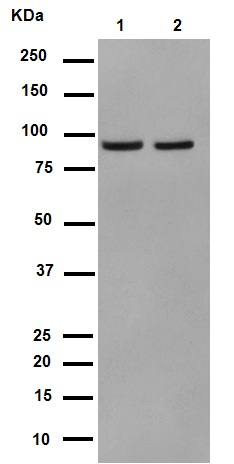 Western blot - Anti-p95/NBS1 antibody [Y112] (ab32074), expandable thumbnail