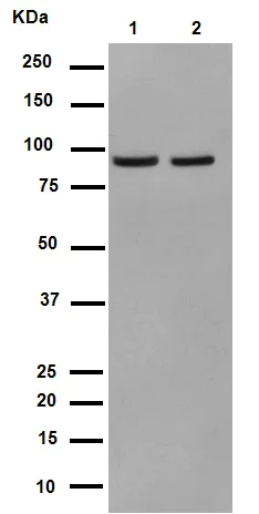 Western blot - Anti-p95/NBS1 antibody [Y112] (AB32074)