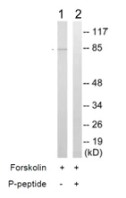 Western blot - Anti-p95/NBS1 (phospho S278) antibody (AB111373)