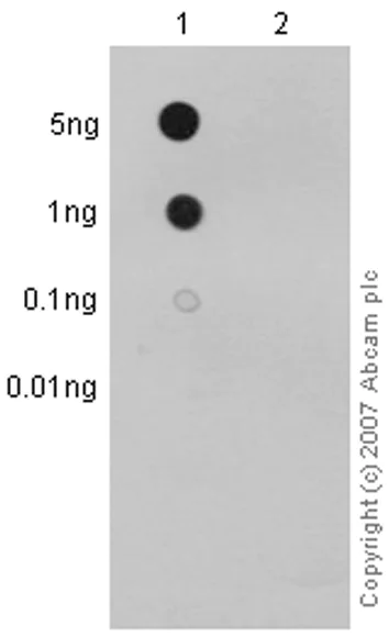 Dot Blot - Anti-p95/NBS1 (phospho S343) antibody [EP178] - BSA and Azide free (AB226066)