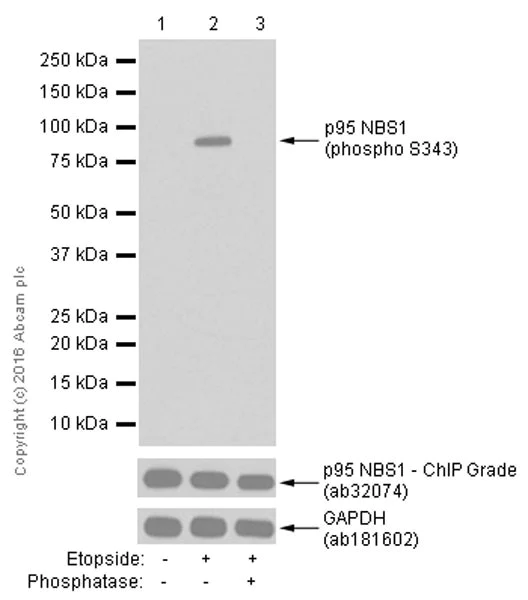 Western blot - Anti-p95/NBS1 (phospho S343) antibody [EP178] - BSA and Azide free (AB226066)