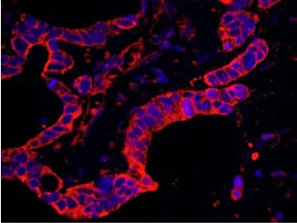 Immunohistochemistry (Formalin/PFA-fixed paraffin-embedded sections) - Anti-P97/DAP5 antibody (AB117804)