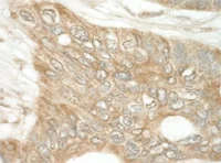 Immunohistochemistry (Formalin/PFA-fixed paraffin-embedded sections) - Anti-P97/DAP5 antibody (AB117804)