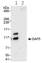 Immunoprecipitation - Anti-P97/DAP5 antibody (AB85963)