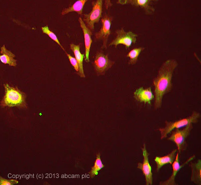 Immunocytochemistry/ Immunofluorescence - Anti-P97/DAP5 antibody (AB97302)